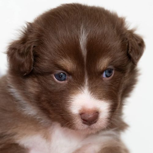 Vends chiots berger australien lof #5