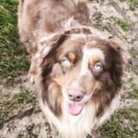 Vends chiots berger australien lof #1