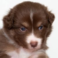 Vends chiots berger australien lof #5