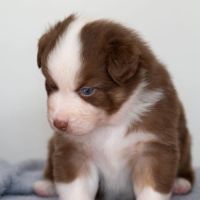 Vends chiots berger australien lof #6