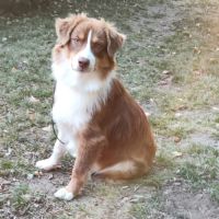 Vends chiots berger australien lof #7