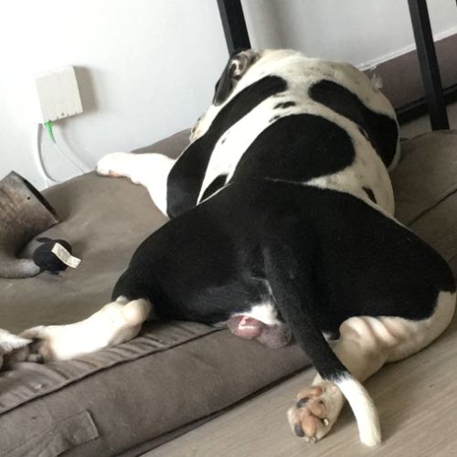 Bulldog américain (boule d’amour) à adopter #1