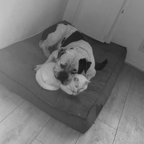 Bulldog américain (boule d’amour) à adopter #3