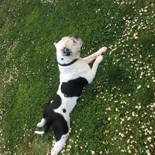 Bulldog américain (boule d’amour) à adopter #4