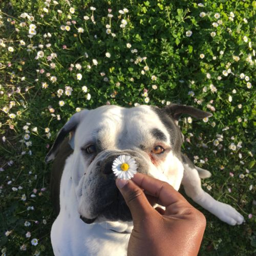 Bulldog américain (boule d’amour) à adopter #5