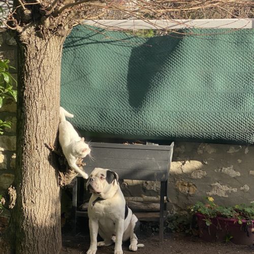 Bulldog américain (boule d’amour) à adopter #6