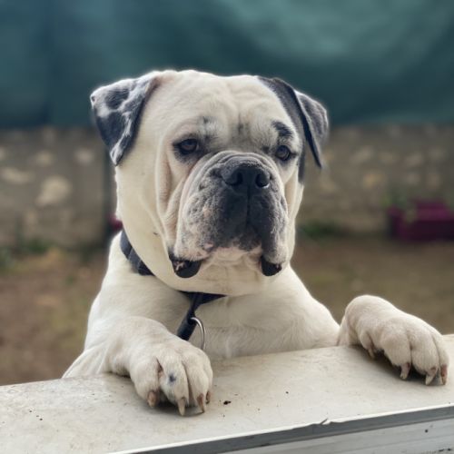 Bulldog américain (boule d’amour) à adopter #7