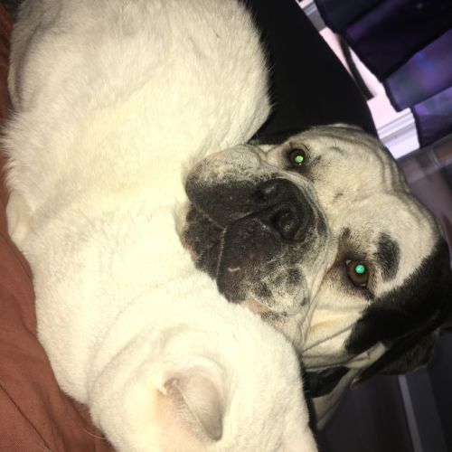 Bulldog américain (boule d’amour) à adopter #8