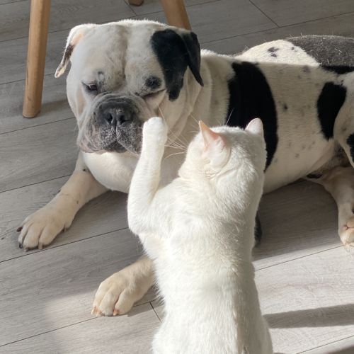 Bulldog américain (boule d’amour) à adopter #0