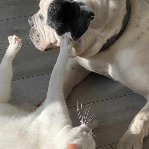 Bulldog américain (boule d’amour) à adopter #10