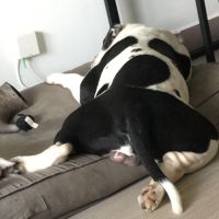 Bulldog américain (boule d’amour) à adopter #1