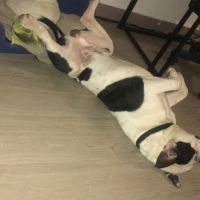 Bulldog américain (boule d’amour) à adopter #2