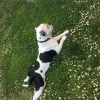 Bulldog américain (boule d’amour) à adopter #4