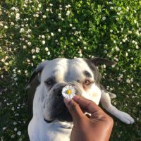 Bulldog américain (boule d’amour) à adopter #5