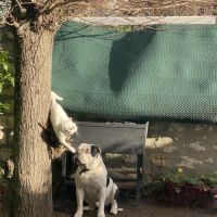 Bulldog américain (boule d’amour) à adopter #6