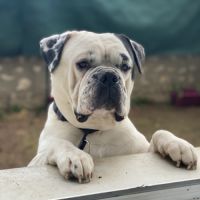 Bulldog américain (boule d’amour) à adopter #7