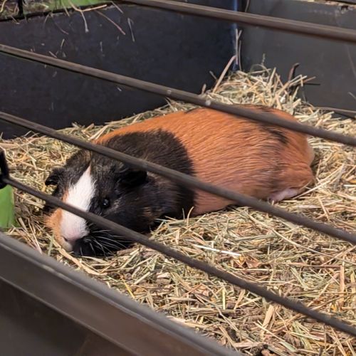 Jeune cochon d'inde mâle 8 mois #1