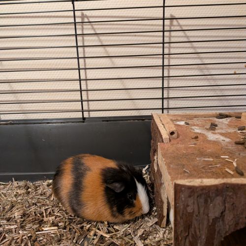 Jeune cochon d'inde mâle 8 mois #2