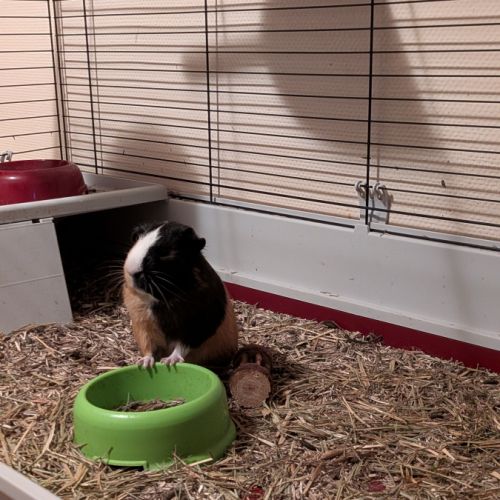 Jeune cochon d'inde mâle 8 mois #3