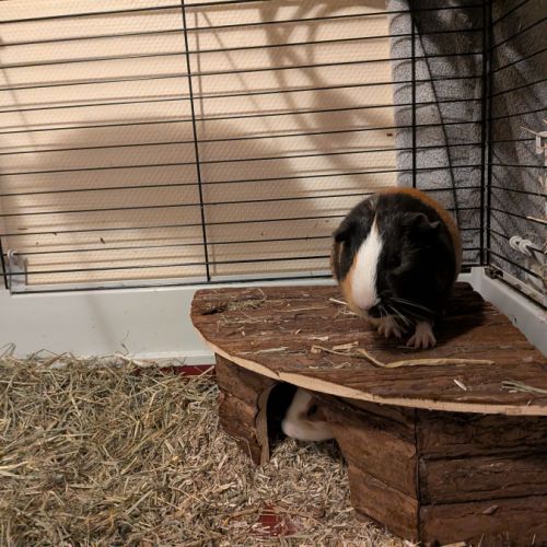 Jeune cochon d'inde mâle 8 mois #4