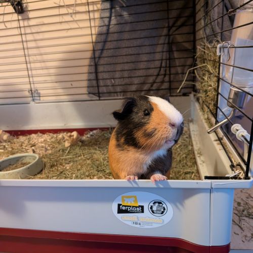 Jeune cochon d'inde mâle 8 mois