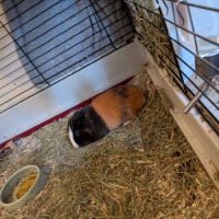 Jeune cochon d'inde mâle 8 mois #5