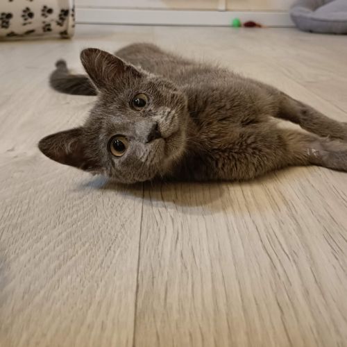 Smokie adorable chipie #1