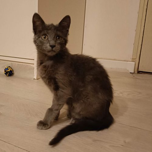 Smokie adorable chipie #2