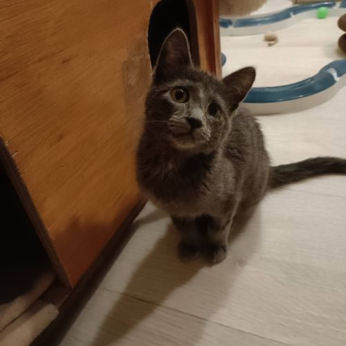 Smokie adorable chipie #4