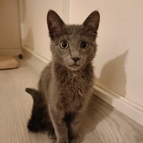 Smokie adorable chipie #5