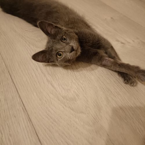 Smokie adorable chipie #7