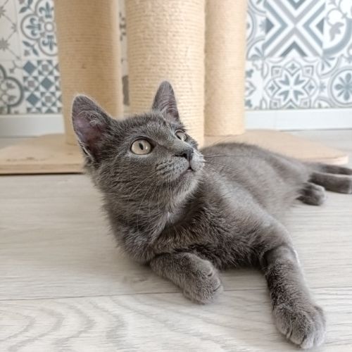 Smokie adorable chipie #9