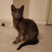 Smokie adorable chipie #2