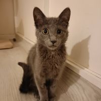 Smokie adorable chipie #5