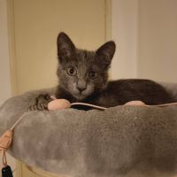 Smokie adorable chipie