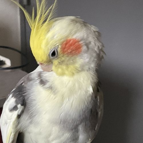 Jeunes couple ou mâle calopsitte #1