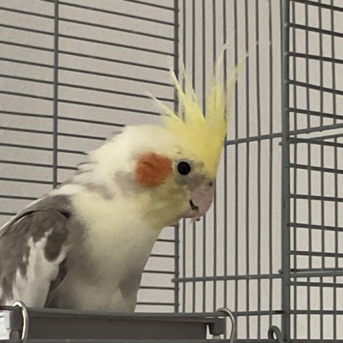 Jeunes couple ou mâle calopsitte #0