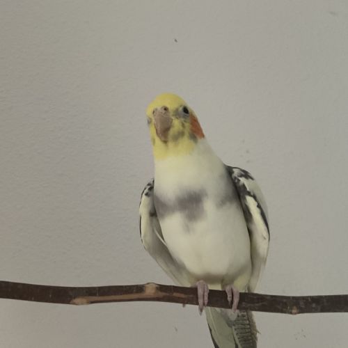 Jeunes couple ou mâle calopsitte #4