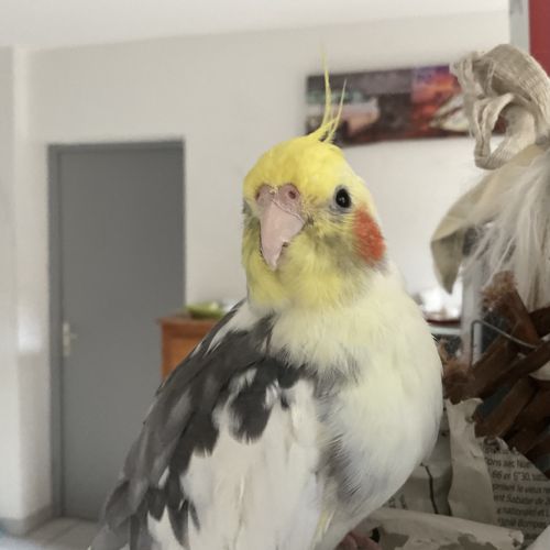 Jeunes couple ou mâle calopsitte #5