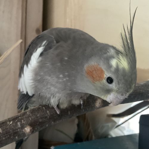 Jeunes couple ou mâle calopsitte #8