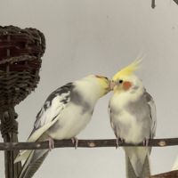 Jeunes couple ou mâle calopsitte #2