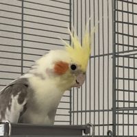 Jeunes couple ou mâle calopsitte