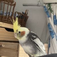 Jeunes couple ou mâle calopsitte #6