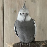 Jeunes couple ou mâle calopsitte #7