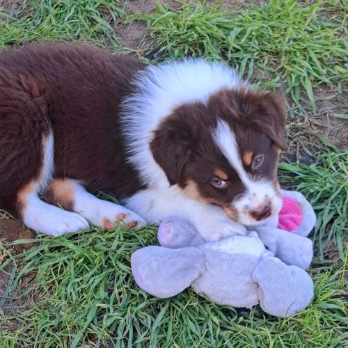 Berger australien mâle #0