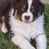 Berger australien mâle #1