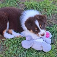 Berger australien mâle