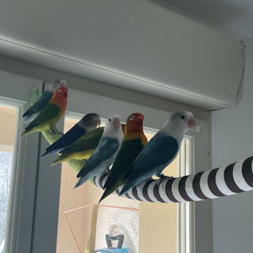 Couple d’inséparables fisher #1