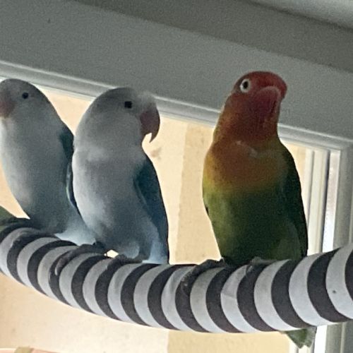 Couple d’inséparables fisher #2