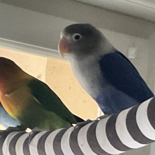 Couple d’inséparables fisher #0